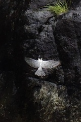 ヤマセミwing