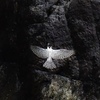 ヤマセミwing