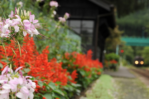 沢入の花　