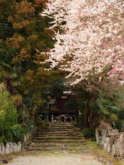 ウサギが通る道