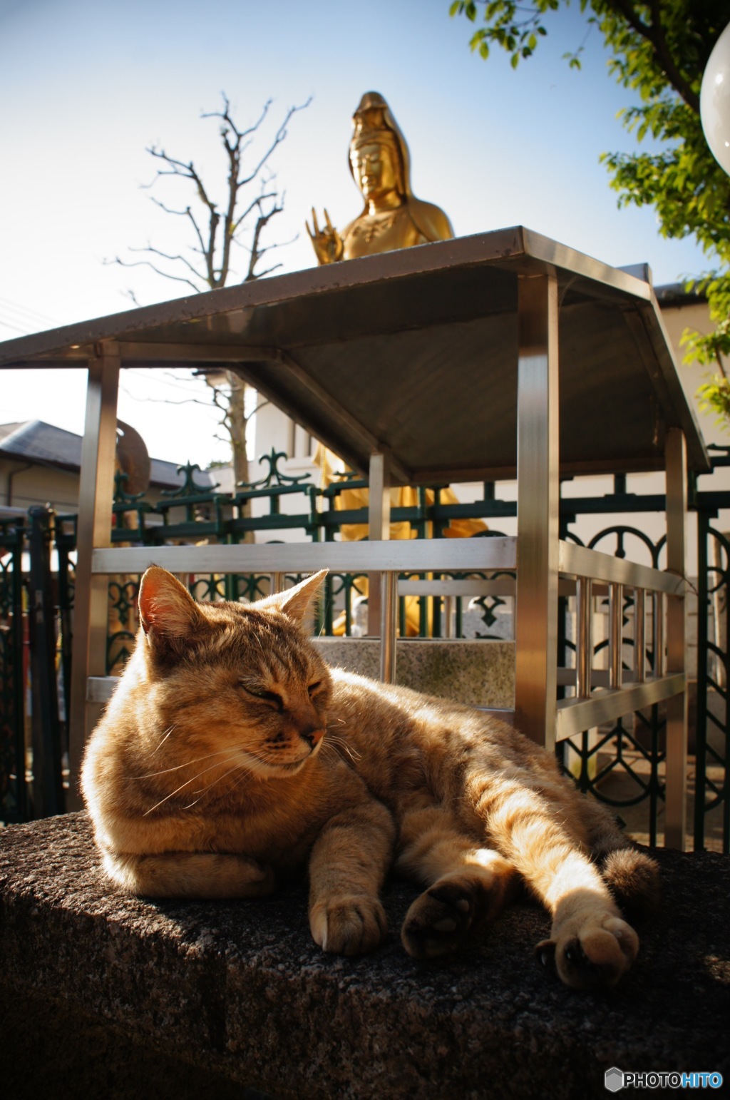 猫様