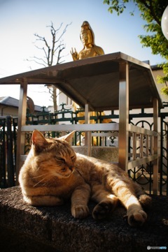 猫様