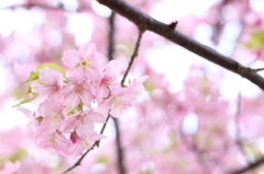 河津桜