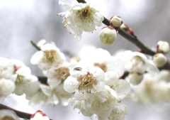Plum blossoms