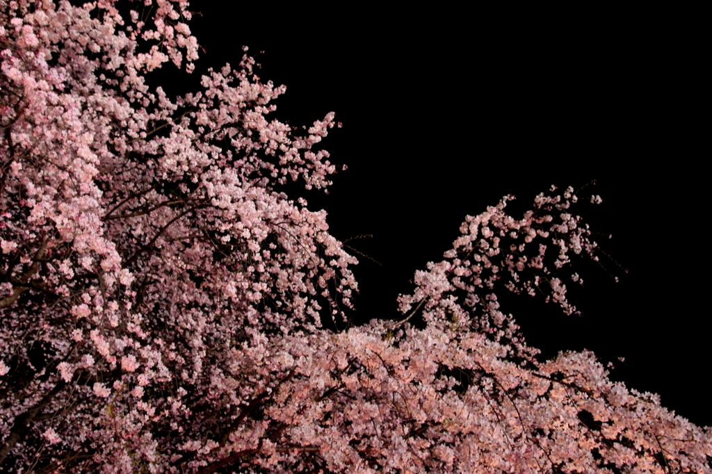 桜波