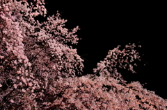 桜波