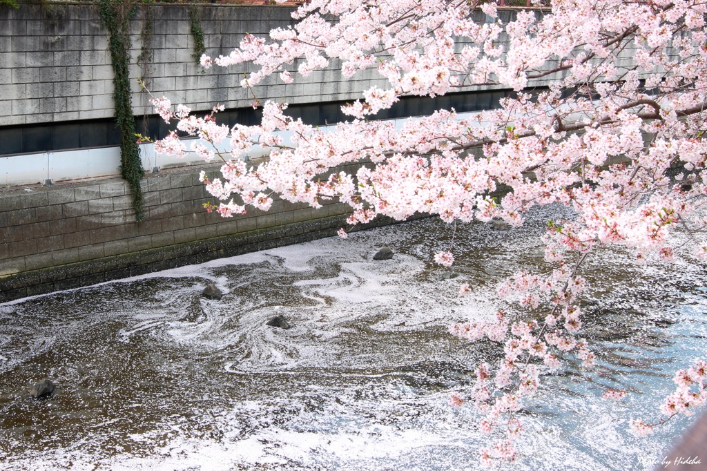 川面のキャンバス