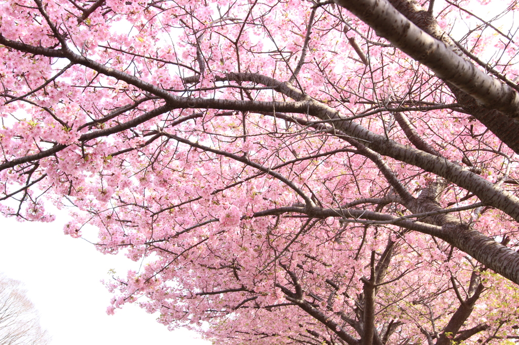 河津桜
