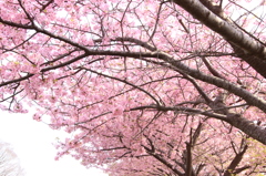 河津桜
