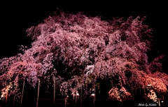 夜の桜