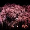 夜の桜