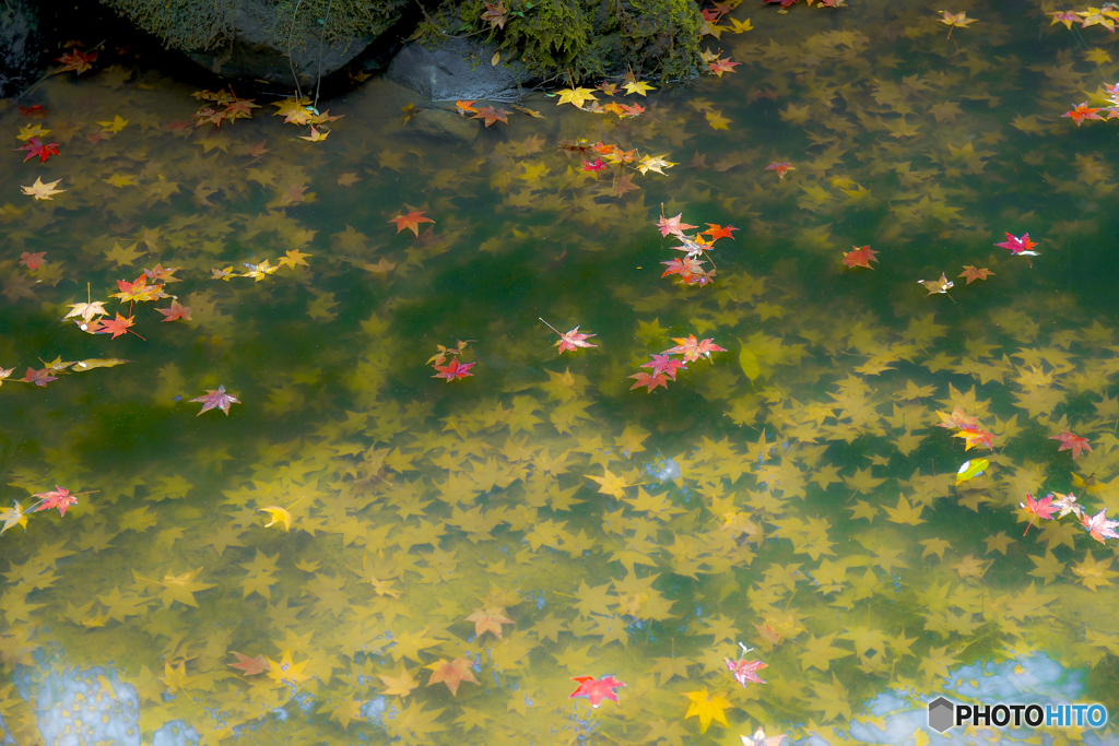 池の落ち葉
