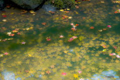 池の落ち葉