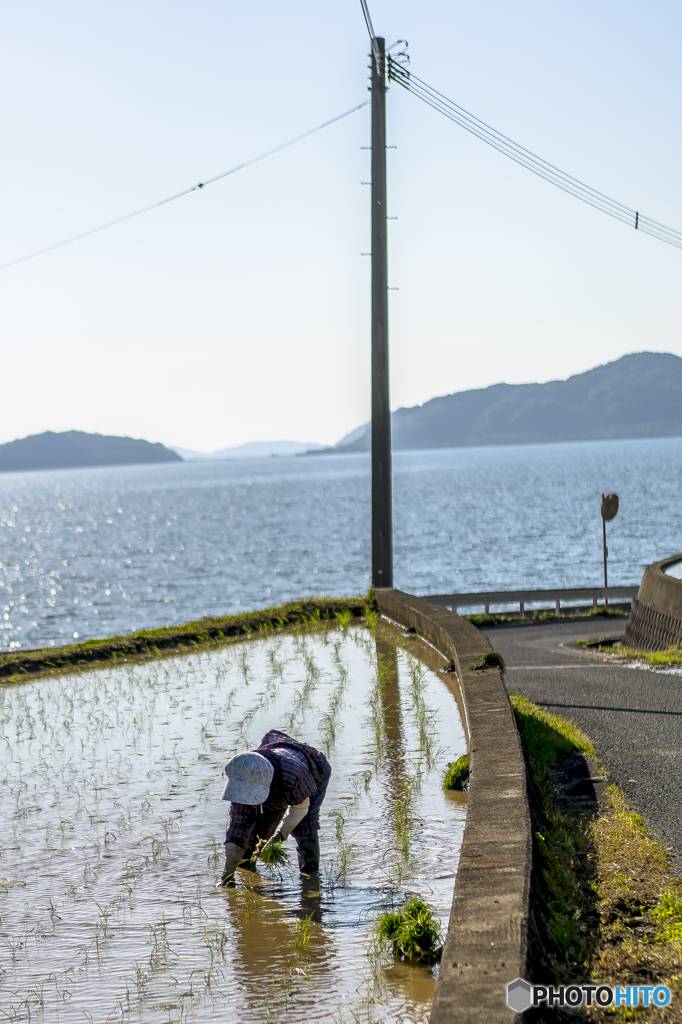 田植え