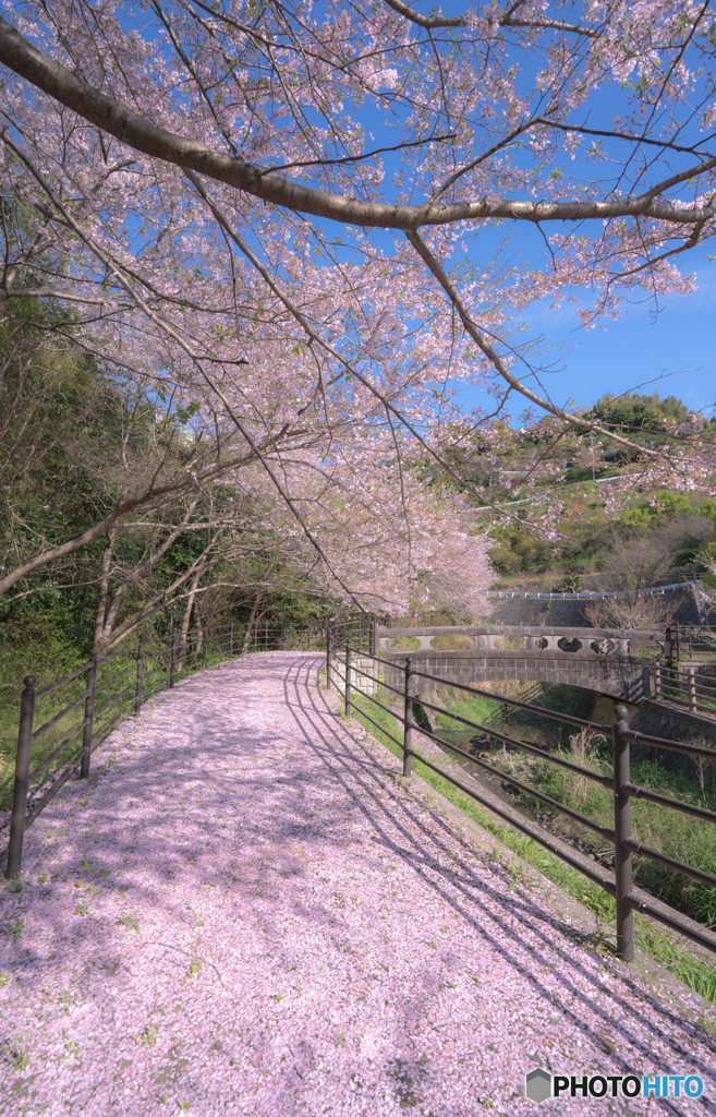 桜色の歩道