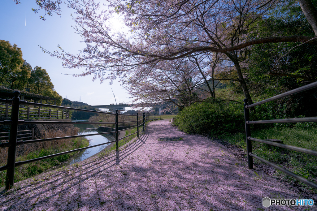 桜色の散歩道