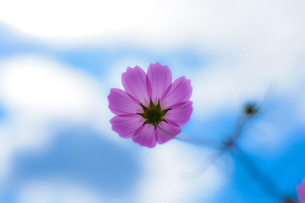 秋桜.1