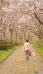 桜の花の下でのお散歩