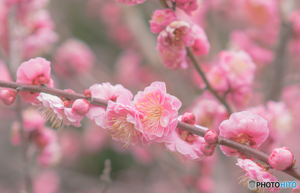 梅の花