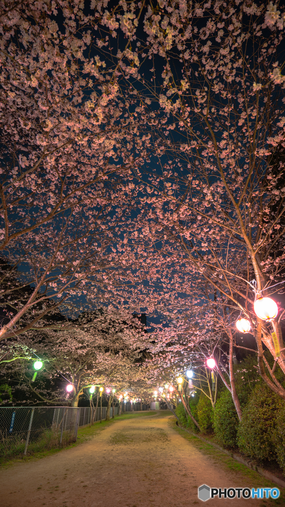 桜空