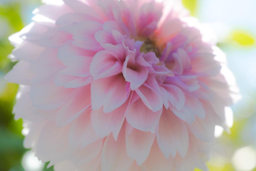 Dahlia