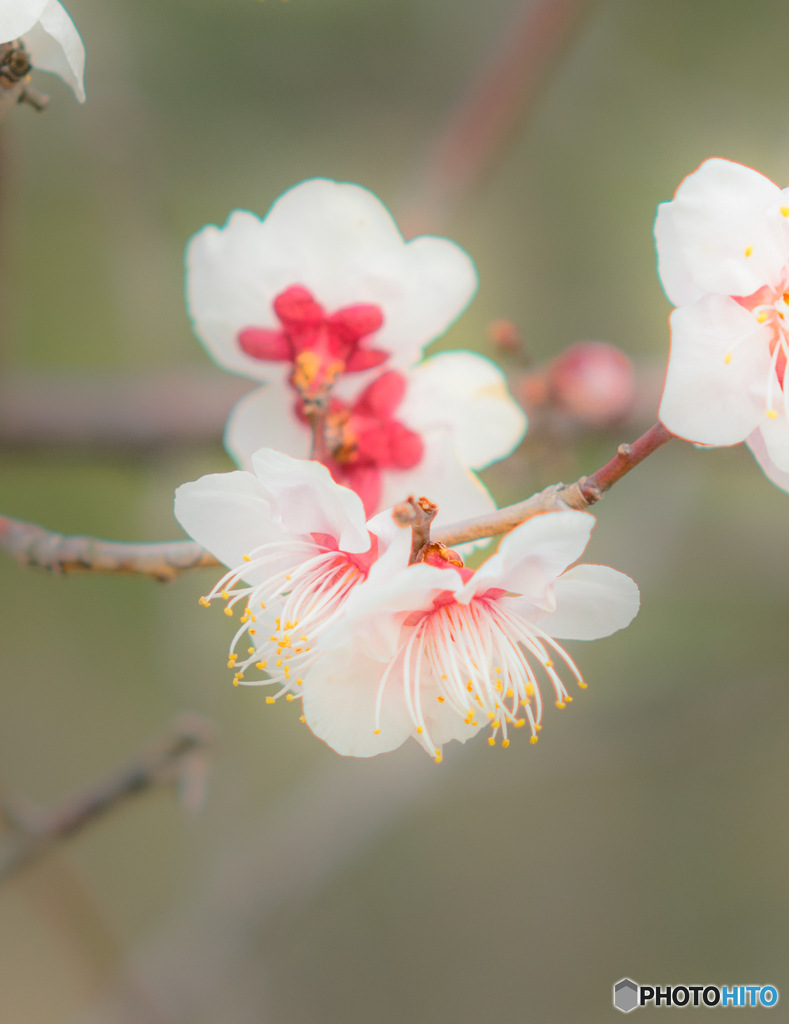 梅の花