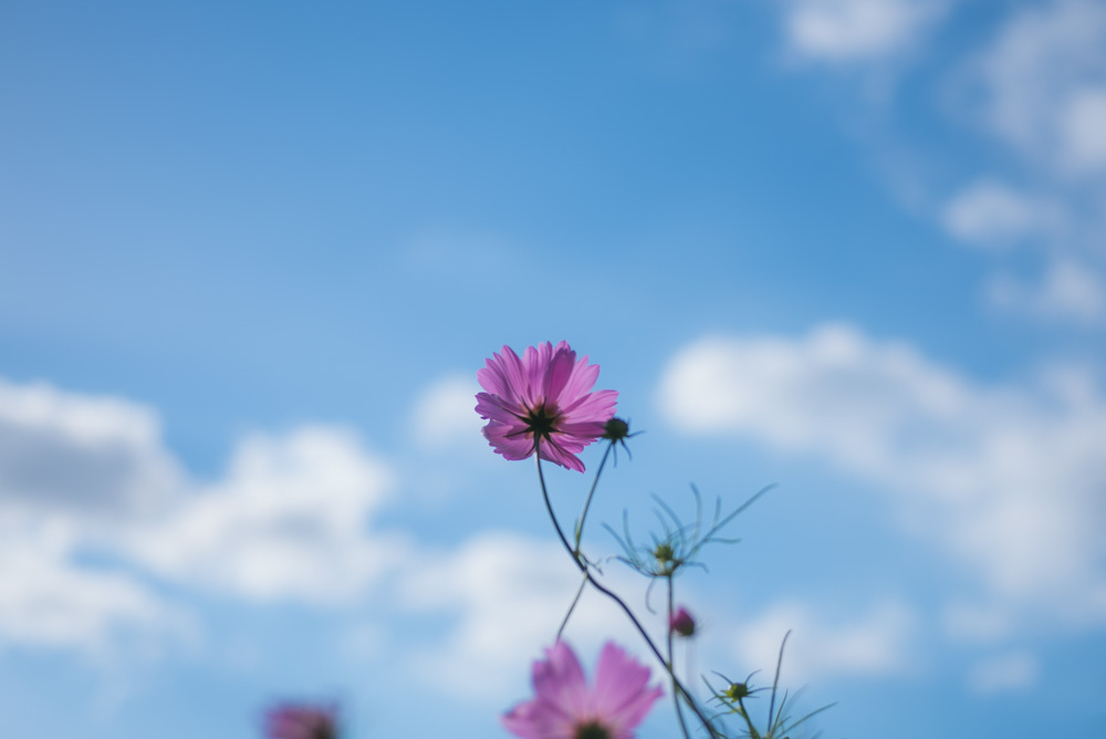 秋桜