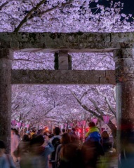 夜桜花見 1