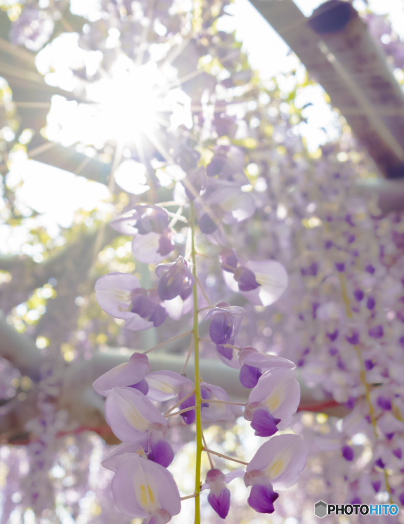 藤の花