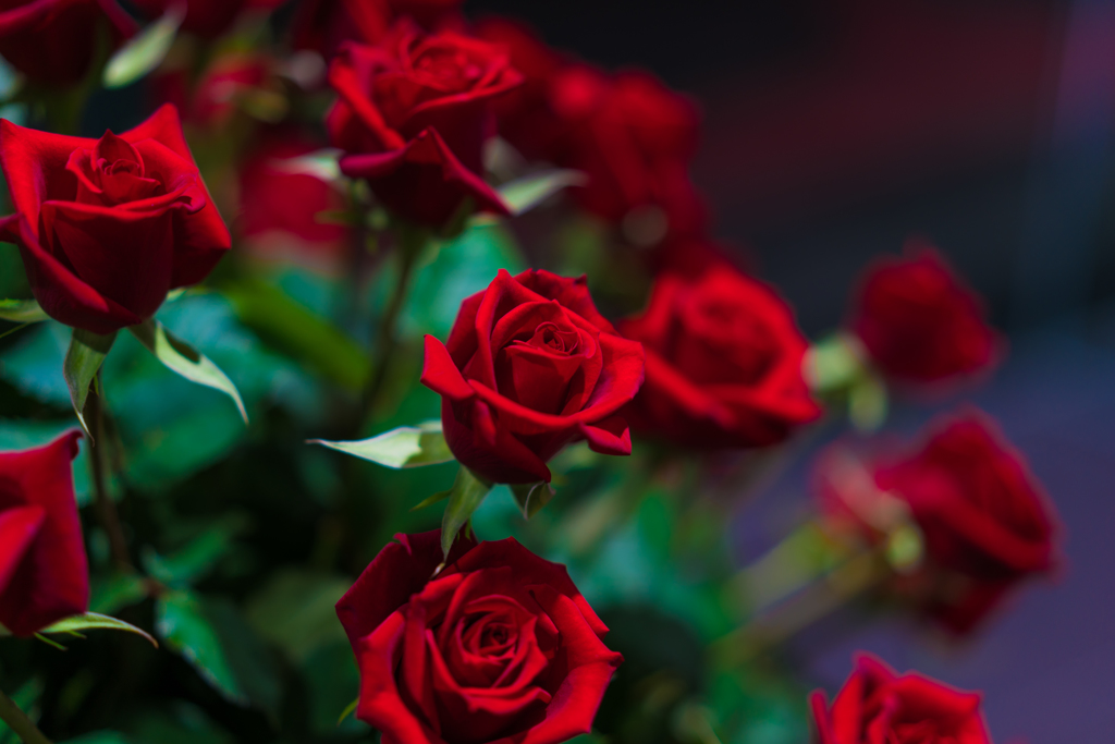 薔薇