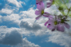 秋空と秋桜