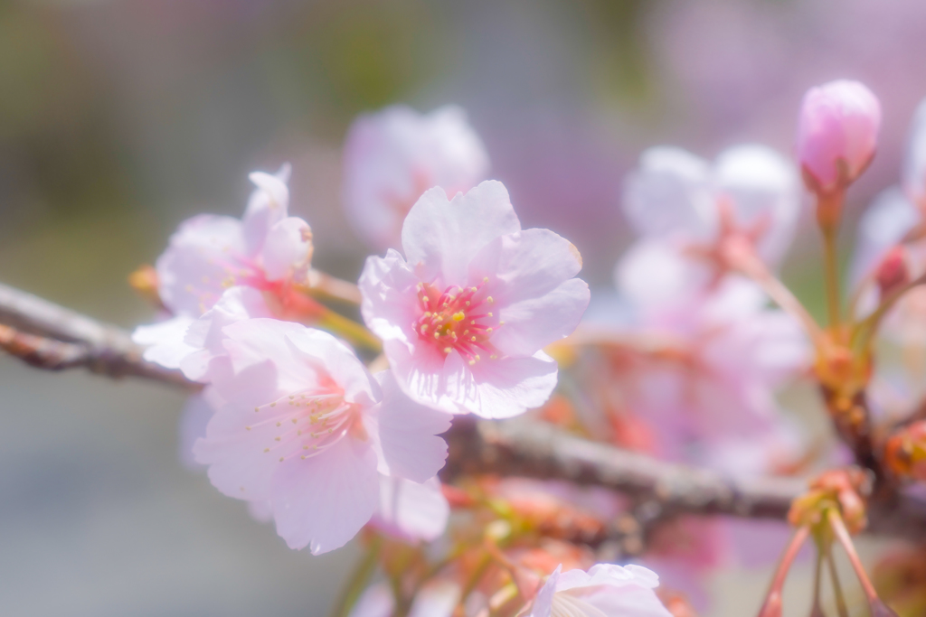 桜