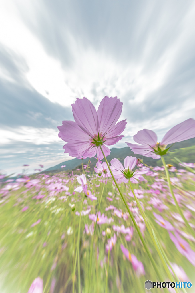 Cosmos