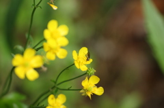 小さい訪問者Ⅱ