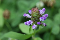 むらさきの小さな花