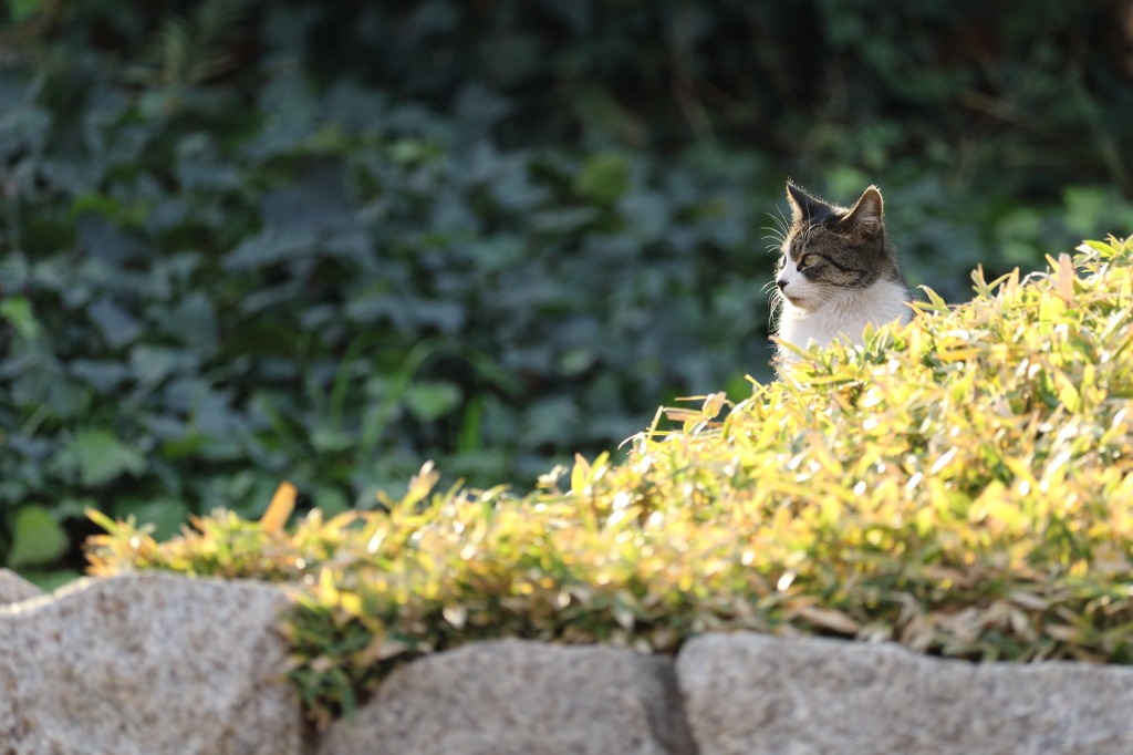 ネコ