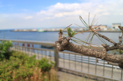 青空と松