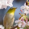 メジロと玉縄桜