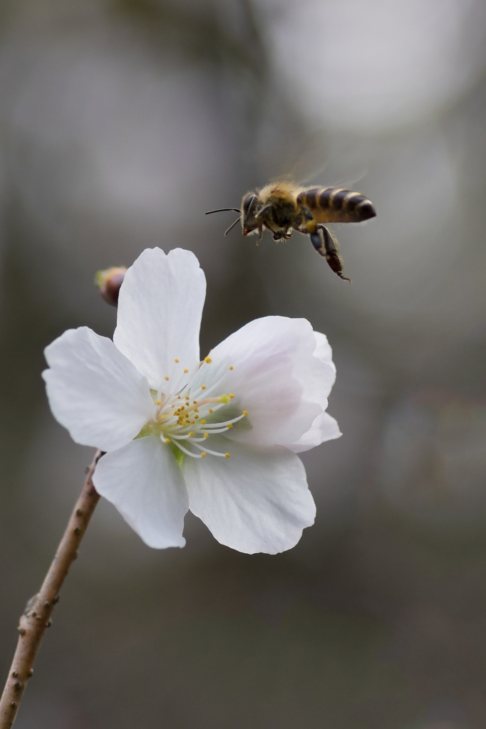 冬桜とミツバチ