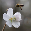 冬桜とミツバチ