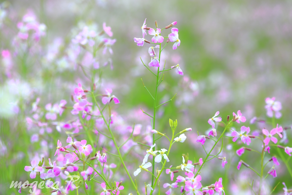 Radish