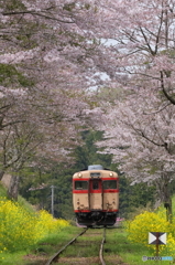 桜トンネル28