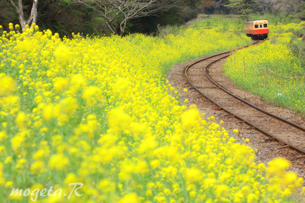 花の道