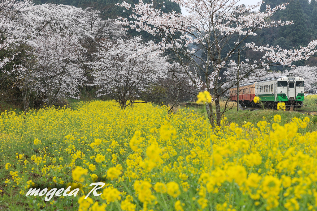 桜の日