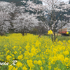 桜の日