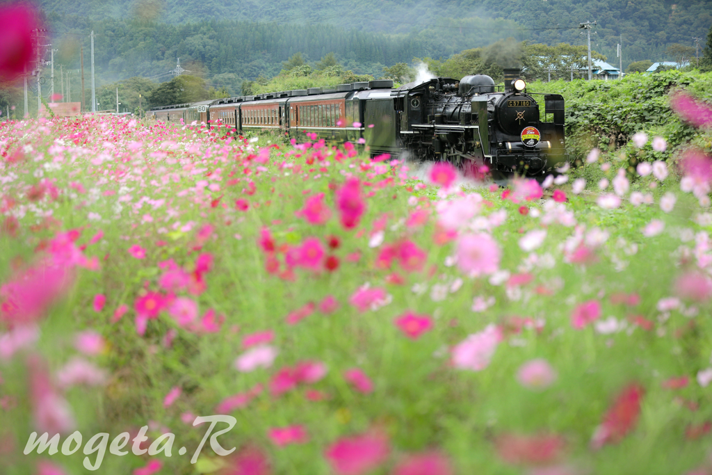 淡紅の秋桜