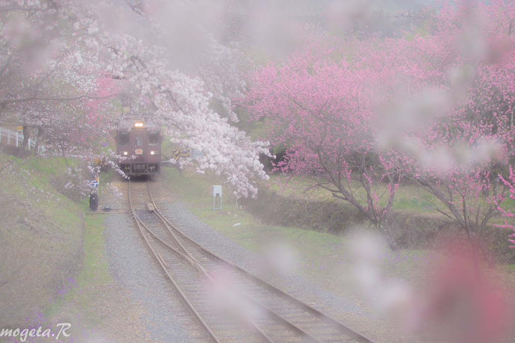 桜のレース