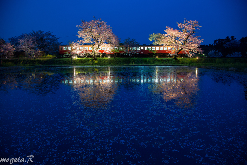 春の夜桜