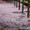 藤の川ー大河編ー