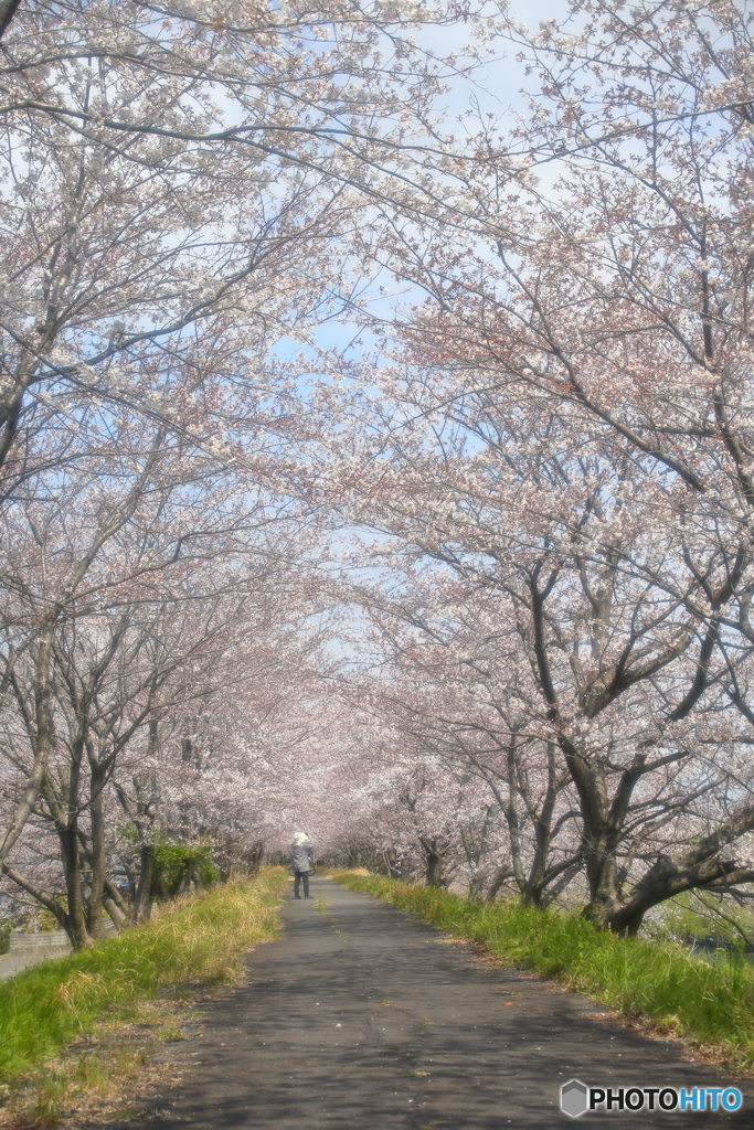 桜トンネル